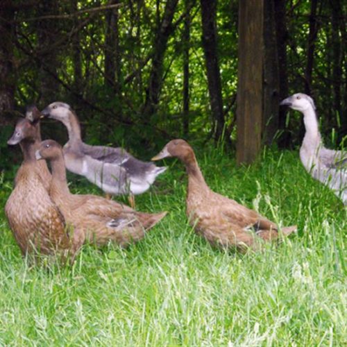 Your Baby Ducklings And Goslings Have Arrived! Now What?